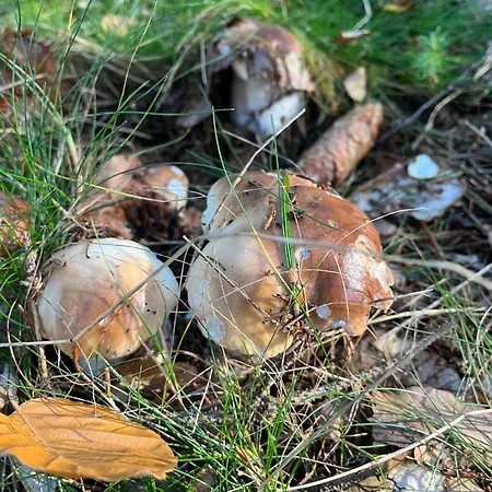 V Ceskem Raji Pod Kumburkem
